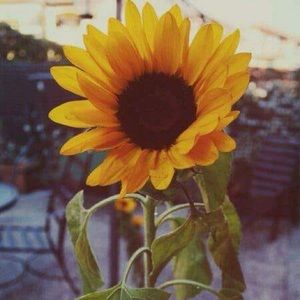 Meet your Posher, Edith